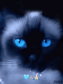 Blue-Eyed Black Cat Looking at Camera with Heart