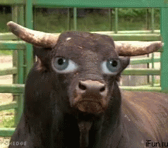 Blue-Eyed Bull By Fence GIF