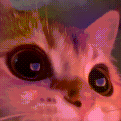 Blue-Eyed Cat Close-Up