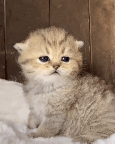 Blue Eyed Kitten Sitting on Blanket
