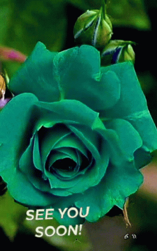 Blue Flower See You Soon GIF