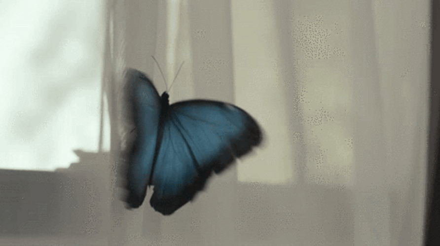 Blue Flying Butterfly Window GIF