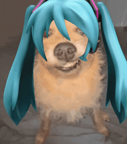 Blue-Haired Dog With Headphones Looking At Camera