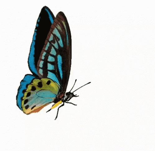 Blue Heart With Blue Butterfly I Love You