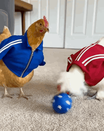 Blue Jacket Chicken and Red Jacket Dog with Blue Ball