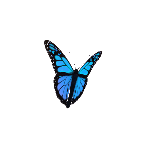 Blue Monarch Butterfly Sticker GIF
