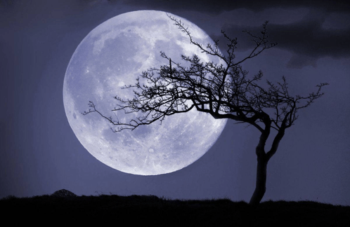 Blue Moon Tree In Front GIF