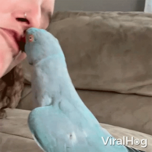 Blue Parrot Licking Woman's Face Viralhog