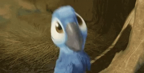 Blue Parrot With White Beak GIF
