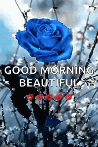 Blue Rose Good Morning Beautiful GIF