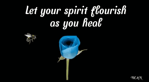 Blue Rose Let Your Spirit Flourish as You Heal Get Well Soon