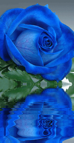 Blue Rose Water Reflection GIF
