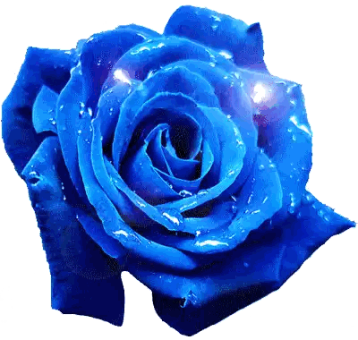 Blue Rose With Water Drops
