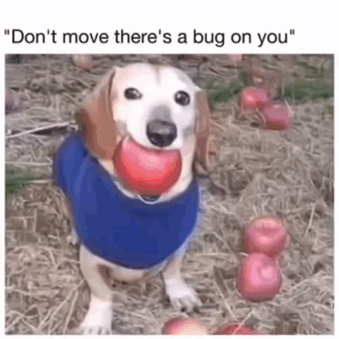 Blue Shirt Dog Holding Red Ball in Mouth