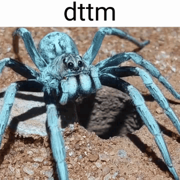 Blue Spider Crawling Out Of Hole DTTM GIF