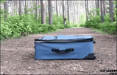 Blue Suitcase Lying In Woods GIF