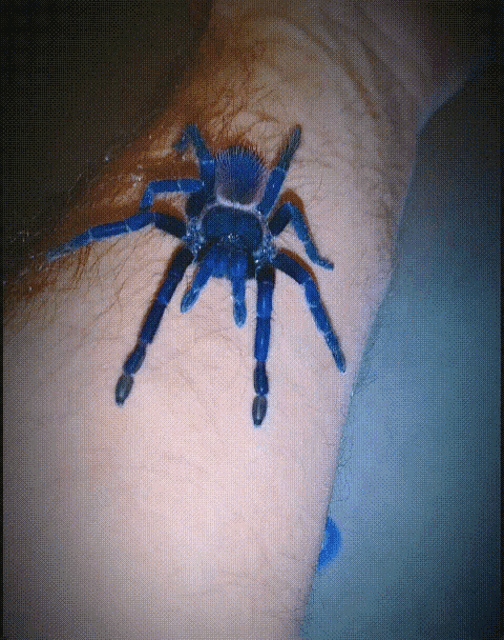 Blue Tarantula Spider GIF