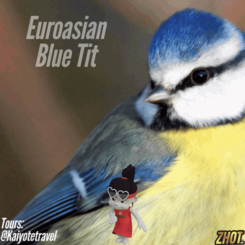 Blue Tit Saying Eurasian Blue Tit GIF