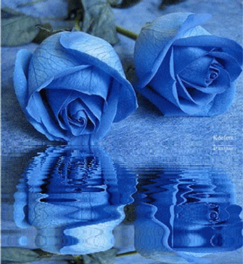 Blue Tumblr Flower Water Reflection GIF