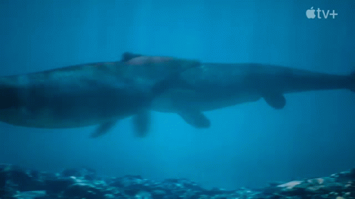Blue Whale Vs Mosasaurus GIF