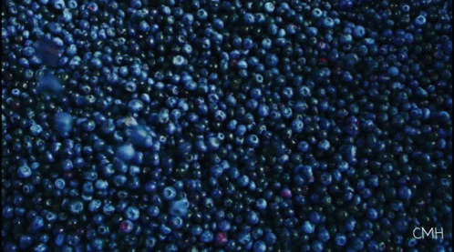 Blueberries with Blueberry Eyes in Orange