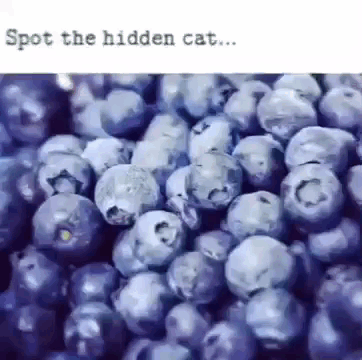 Blueberries With Spot the Hidden Cat
