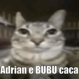 Blurred Cat Adrian E Bubu Caca