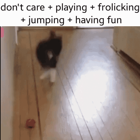 Blurred Cat Playing With Ball Don't Care Frolicking GIF