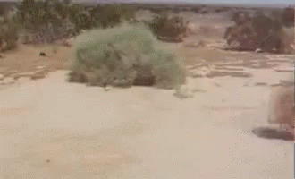 Blurred Desert With Trees and Bushes