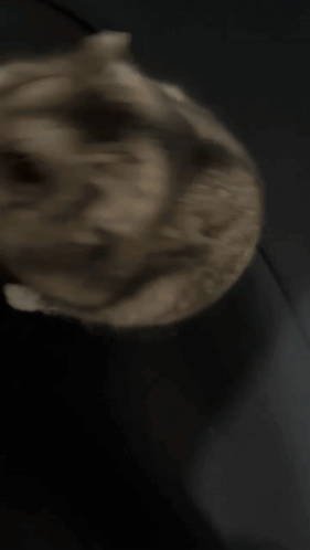 Blurred Dog Face GIF