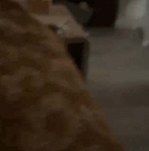 Blurred Dog in Room