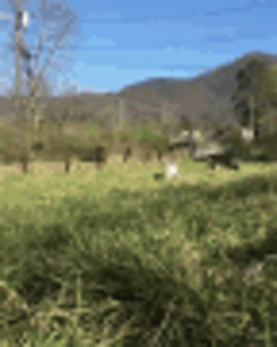 Blurred Field With Mountains GIF
