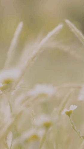 Blurred Flowers Saying My Pleasure