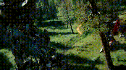 Blurred Forest With Trees GIF