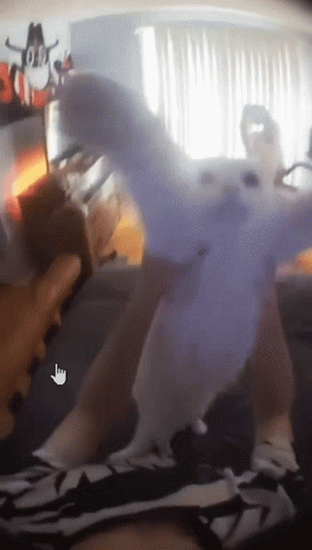 Blurred Person Holding Stuffed Animal Hand Pointing