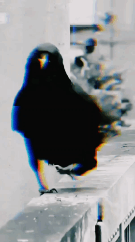 Blurry Black Bird Standing On Railing GIF