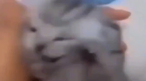 Blurry Cat Face with Blue Background