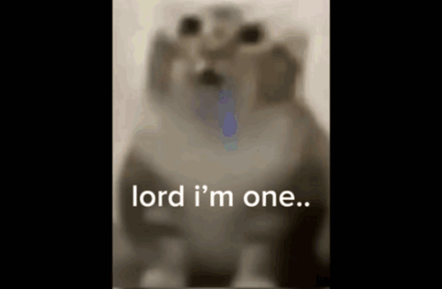 Blurry Cat Lord I'm One GIF