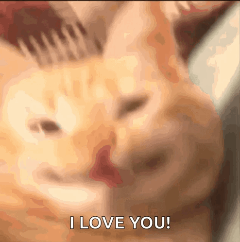Blurry Cat Saying I Love You