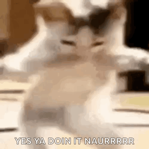 Blurry Cat Yes Ya Doin It Naurrrr