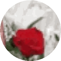 Blurry Red Rose in White Circle