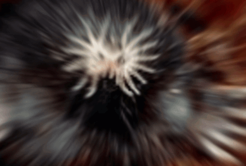 Blurry Spider Head