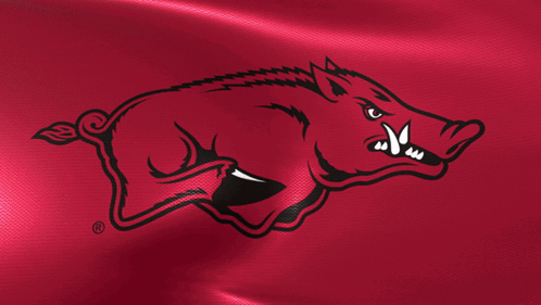 Boar With Sharp Teeth on Red Background