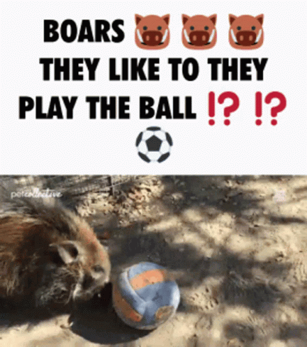 Boars They Like To They Play The Ball ! ? GIF