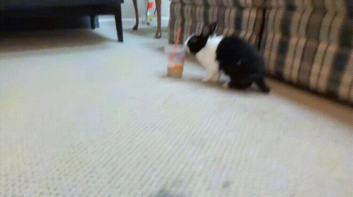 Boba Thief Bunny GIF