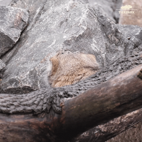 Bobcat Grumpy Cat GIF