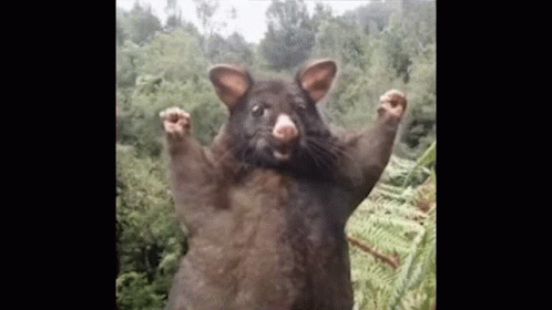 Bog And Mighty Possum GIF