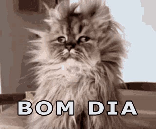 Bom Dia Messy Fur Cat GIF