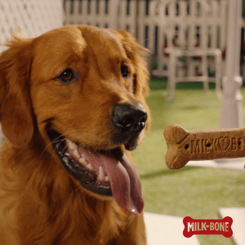 Bone Food Dog Snack Golden Retriever GIF