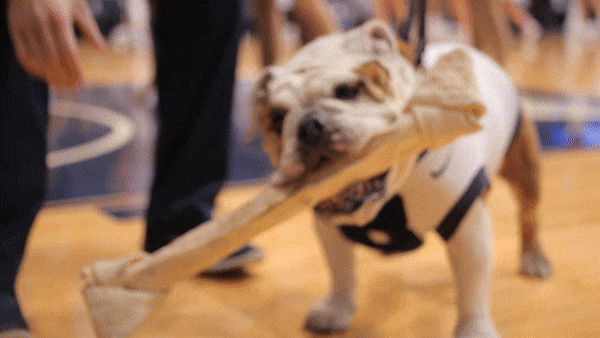 Bone In Mouth Basketball Bulldog GIF